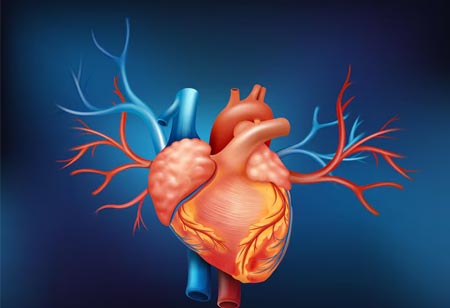 Advancements in Aortic Valve Implantation: Transforming Cardiovascular Treatment